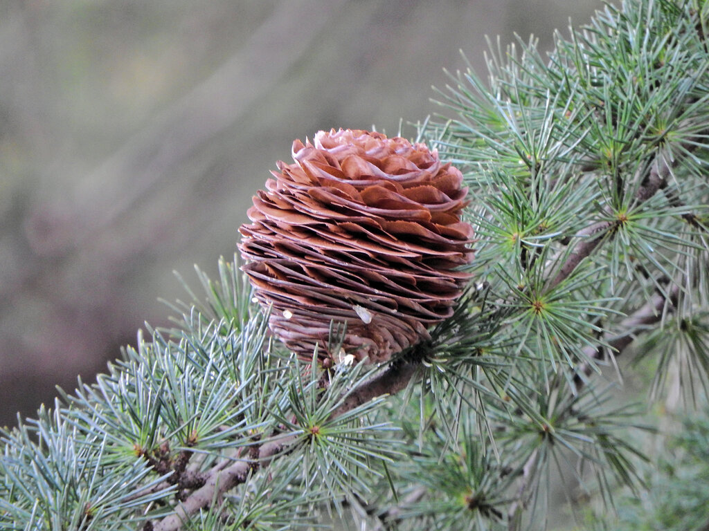 ヒマラヤスギ　実　６