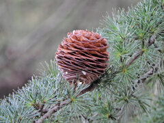 ヒマラヤスギ　実　６