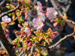 河津桜　３