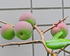 ぼぉ～けぇ～の実　1/3