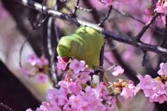 河津桜を喰い散らす　ワカケホンセイインコ　①
