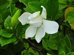 八重咲き梔子　７