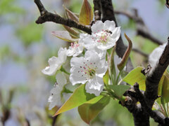 ニホンヤマナシ の花　３