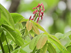 オニグルミ（鬼胡桃）の花　２