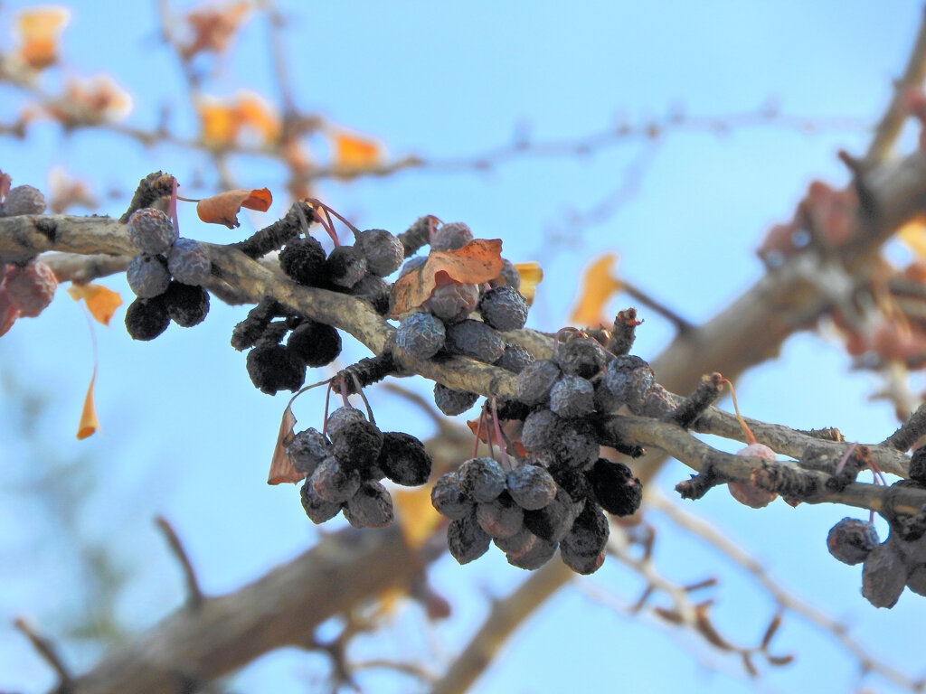 銀杏　実　３