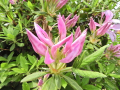 躑躅’花車’（ツツジ’ハナグルマ’）６