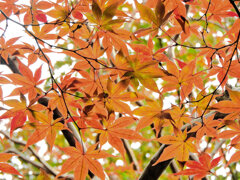 近所のお寺の紅葉　１０