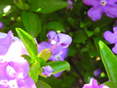 匂番茉莉（においばんまつり）５