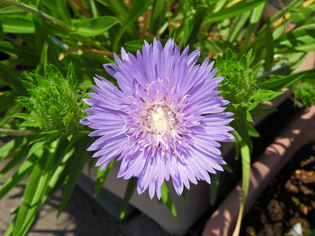 ストケシア   瑠璃菊（るりぎく）５