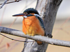 今日の　カワセミ　さん　２