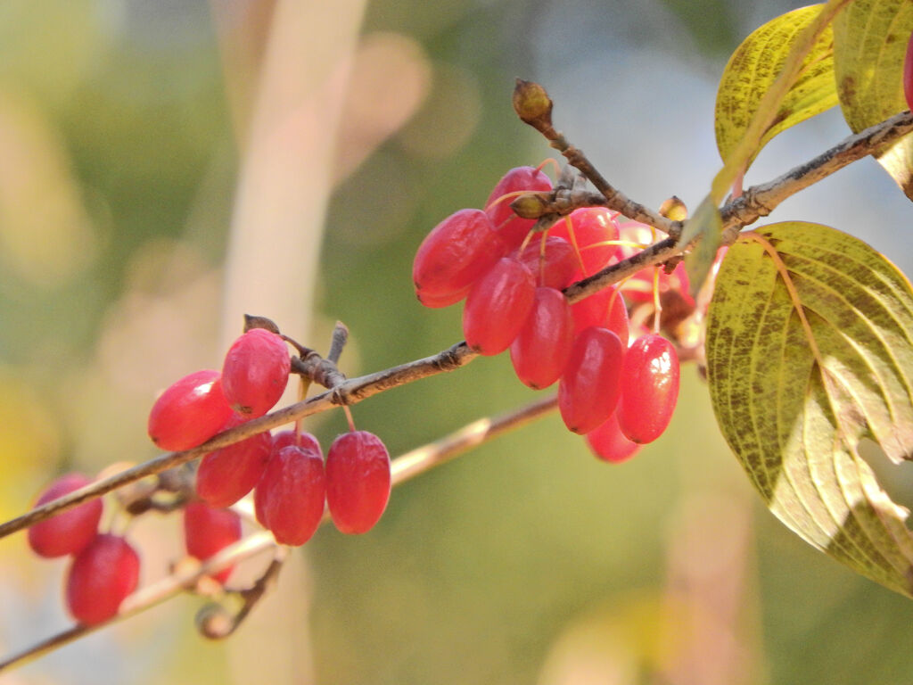 まだ残っていた　山茱萸（サンシュユ）の実　１