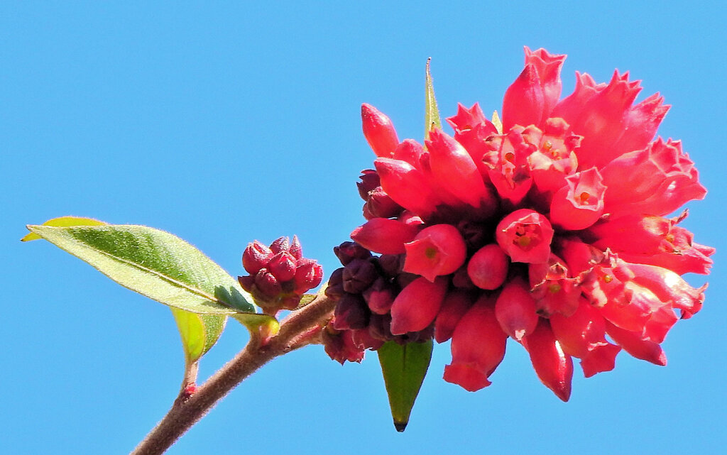 真冬の　ベニチョウジ（紅丁字）６