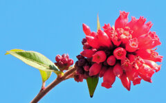 真冬の　ベニチョウジ（紅丁字）６