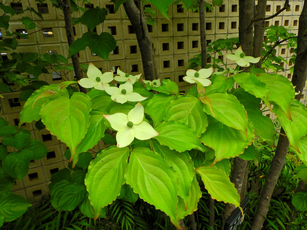ヤマボウシ（山法師）　開花　１