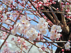 杏（あんず）の花　３