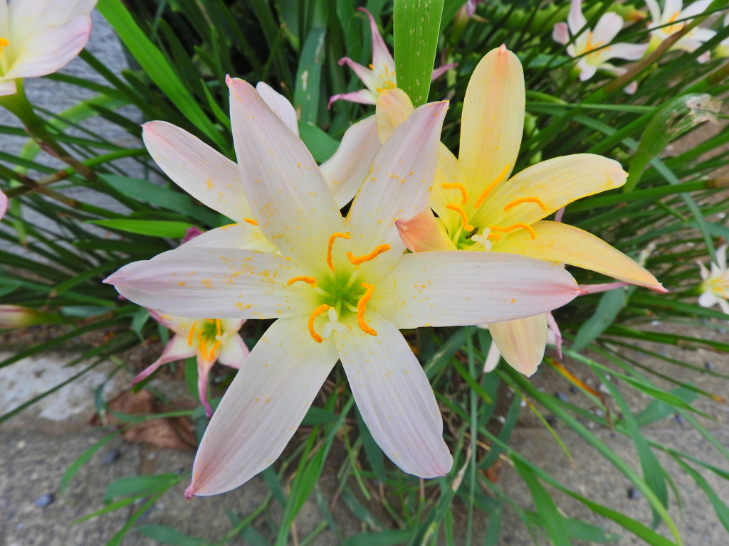 ゼフィランサス　３