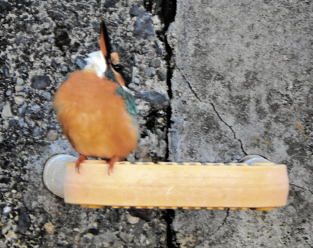今日の　カワセミ　さん　３