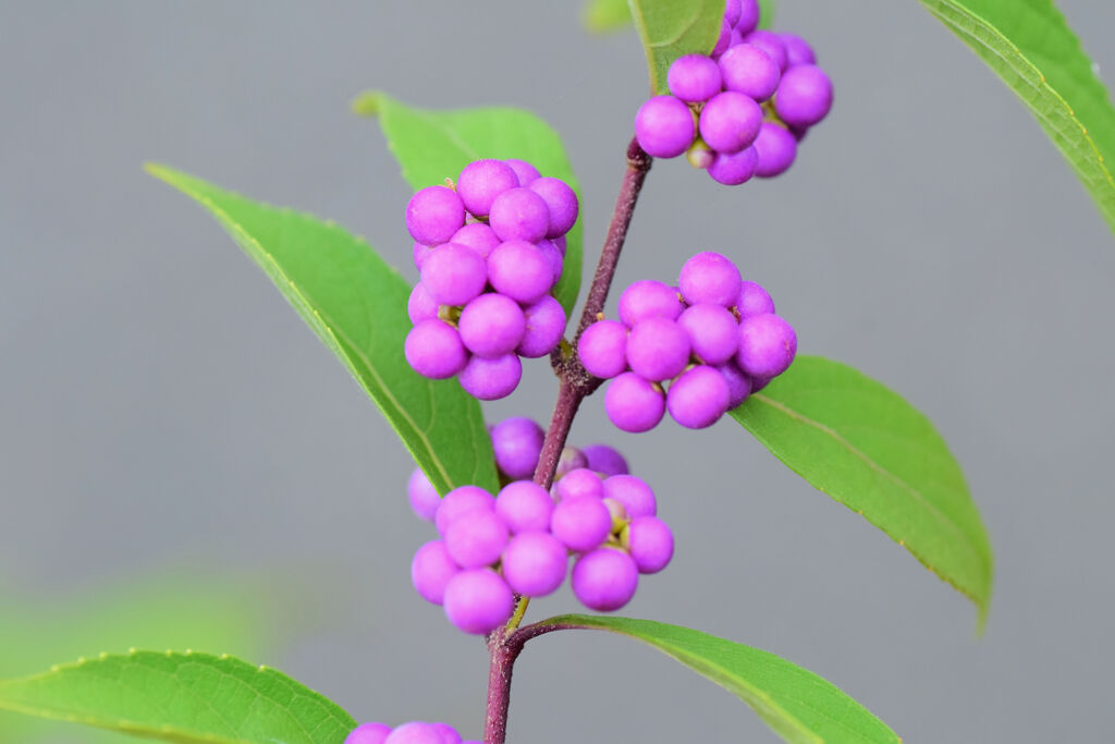 小紫（こむらさき）の実　8/8