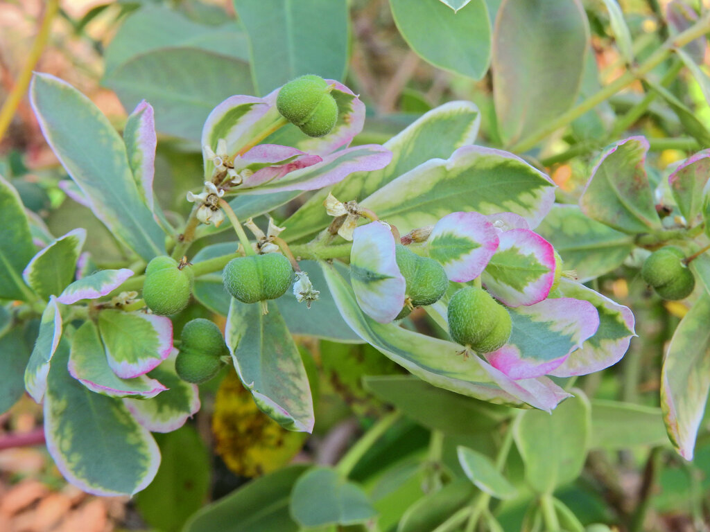 初雪草 （はつゆきそう）４