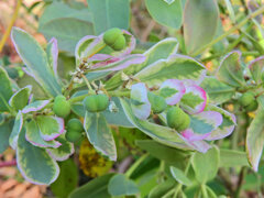 初雪草 （はつゆきそう）４