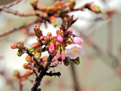 今日の寒桜　２