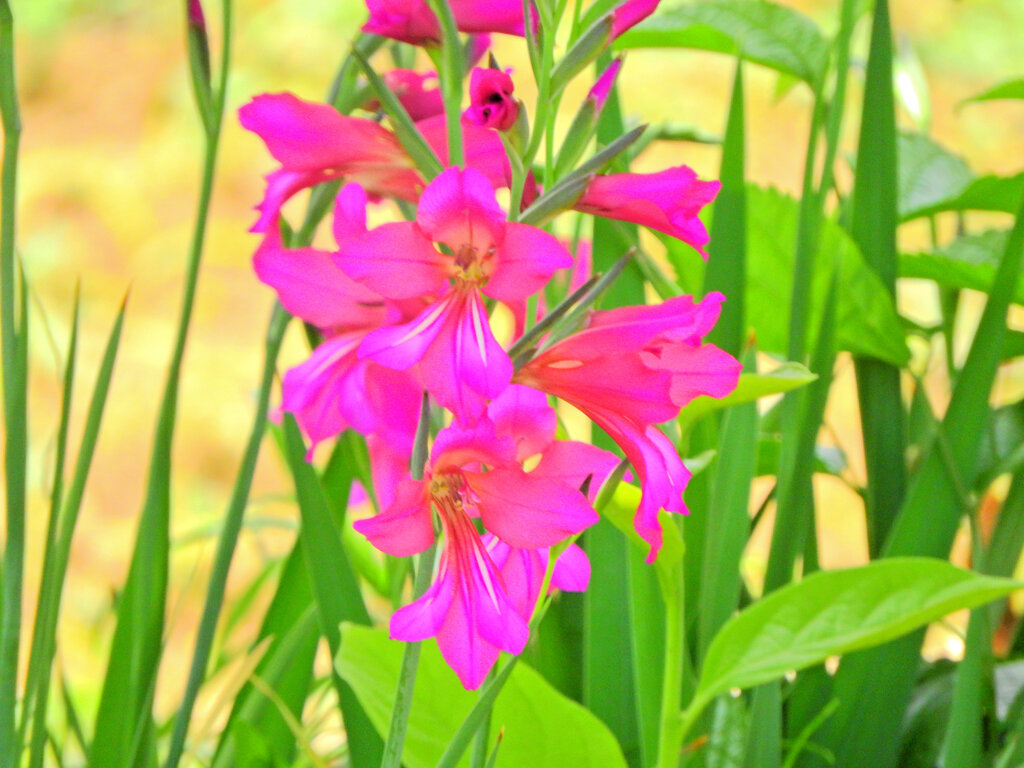  春咲きグラジオラス　ビザンティヌス 　５