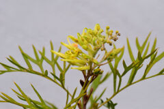 グレビア 1 グレビア 1