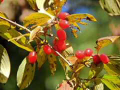 山茱萸 （さんしゅゆ）実　６