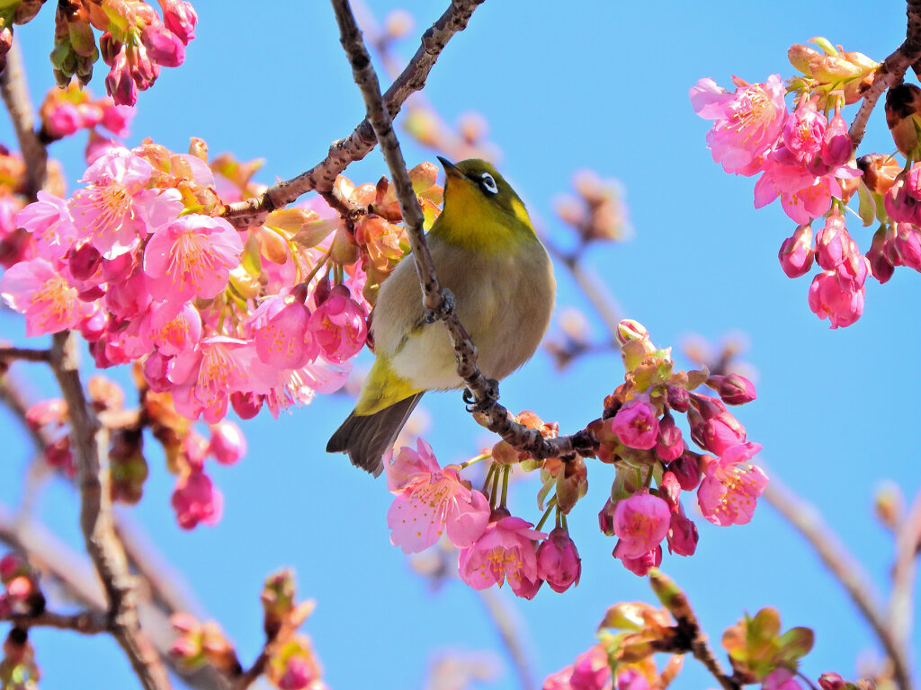 サクジロー　ヨコハマヒザクラ（横浜緋桜)にメジロさん３