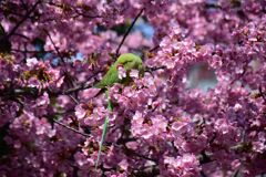 河津桜を喰い散らす　ワカケホンセイインコ　９