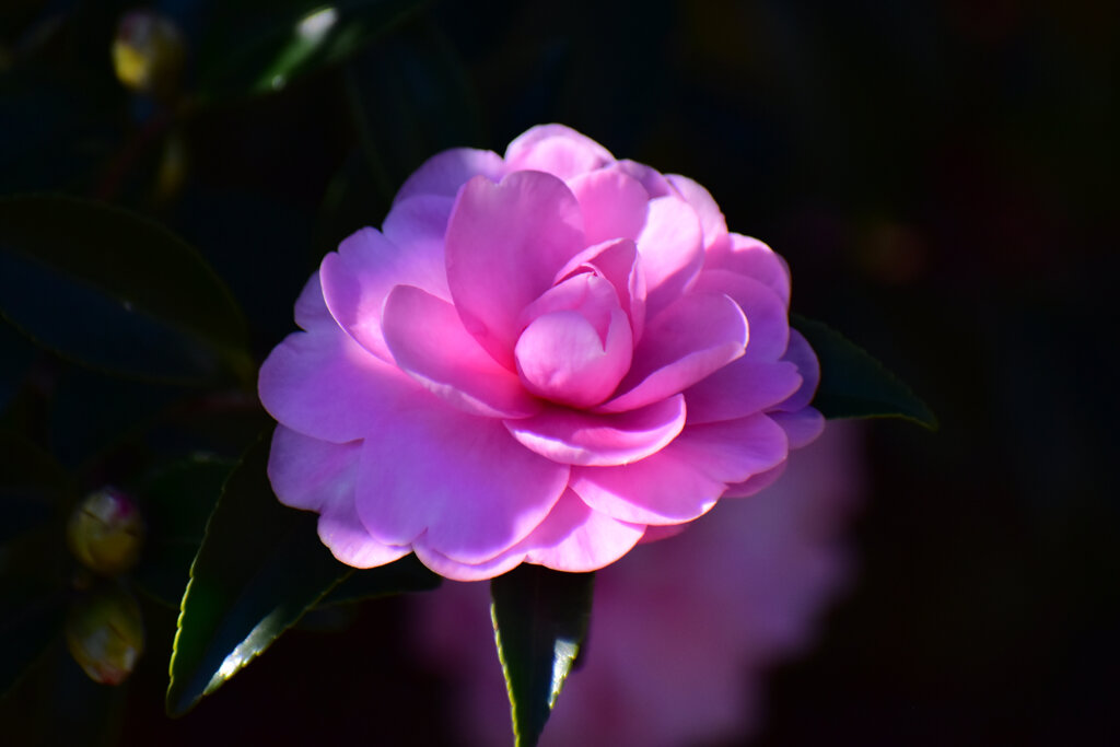 山茶花　（サザンカ）１