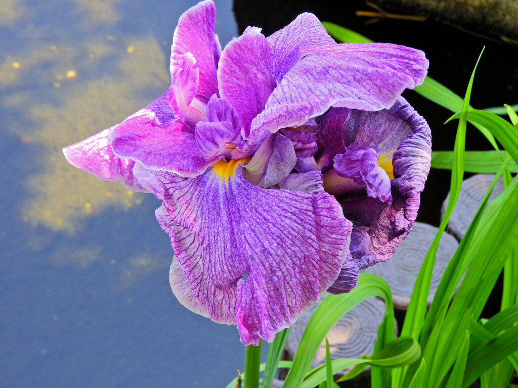 花菖蒲　８