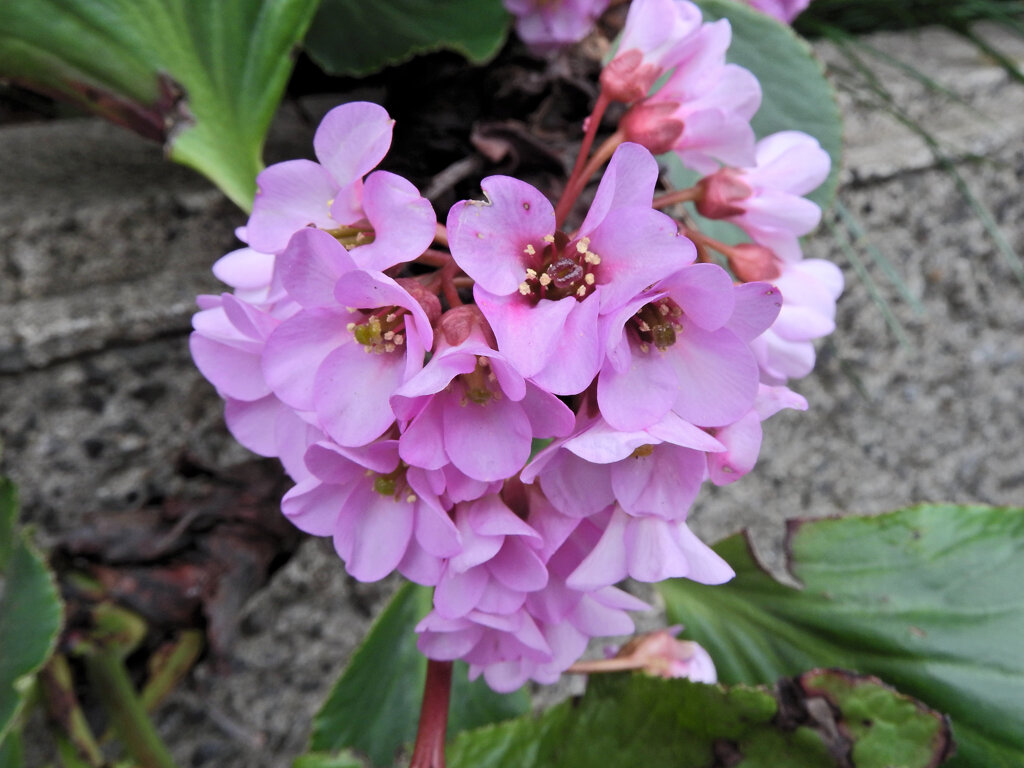 ヒマラヤユキノシタ　５