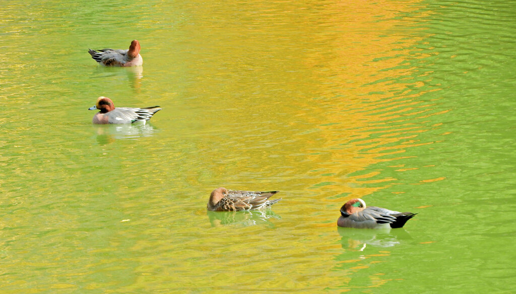 ヒドリガモ　２