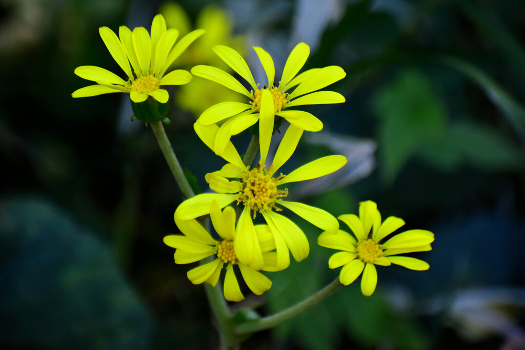 石蕗（ツワブキ）花　４