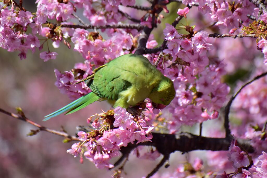 河津桜を喰い散らす　ワカケホンセイインコ　⑤