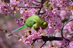 河津桜を喰い散らす　ワカケホンセイインコ　⑤