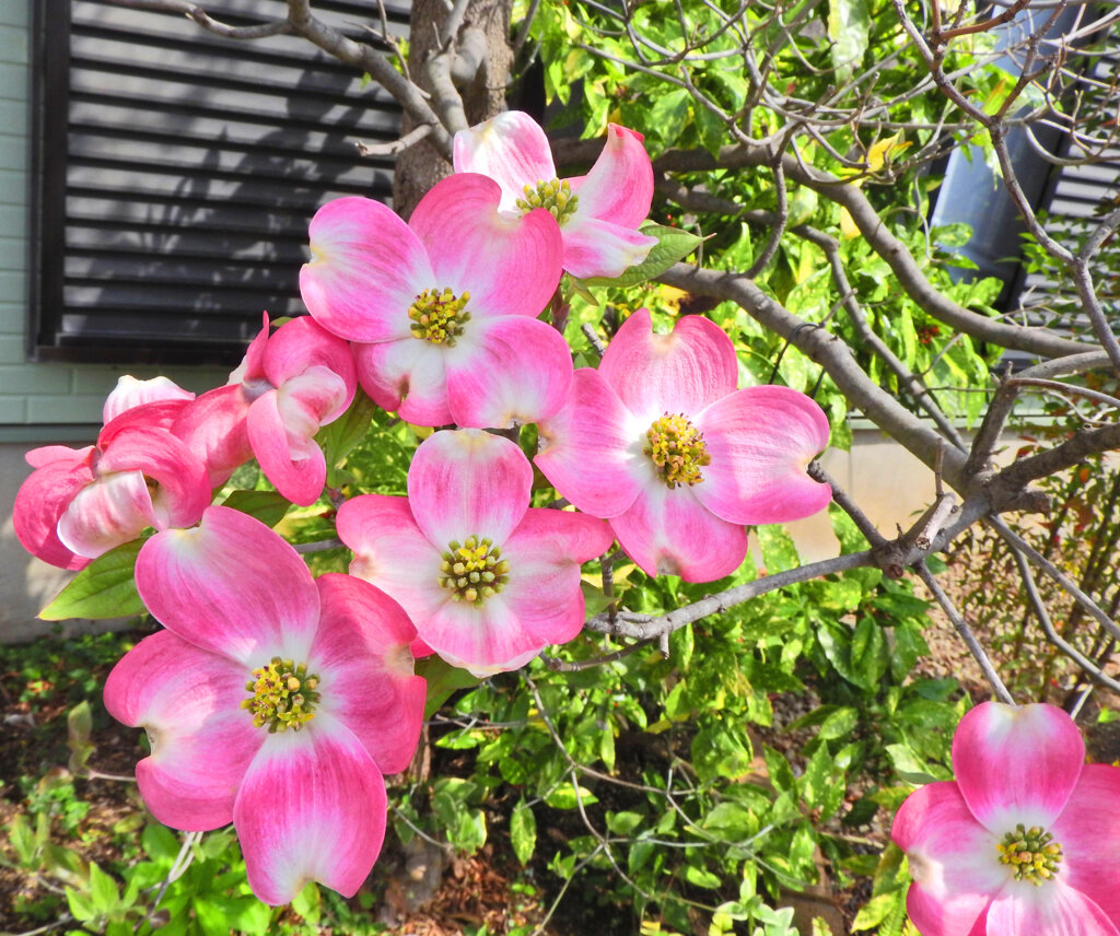 花水木　１　