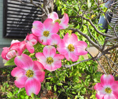 花水木　１　