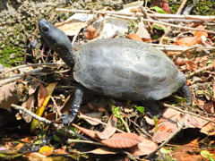 貴方は何亀さん？