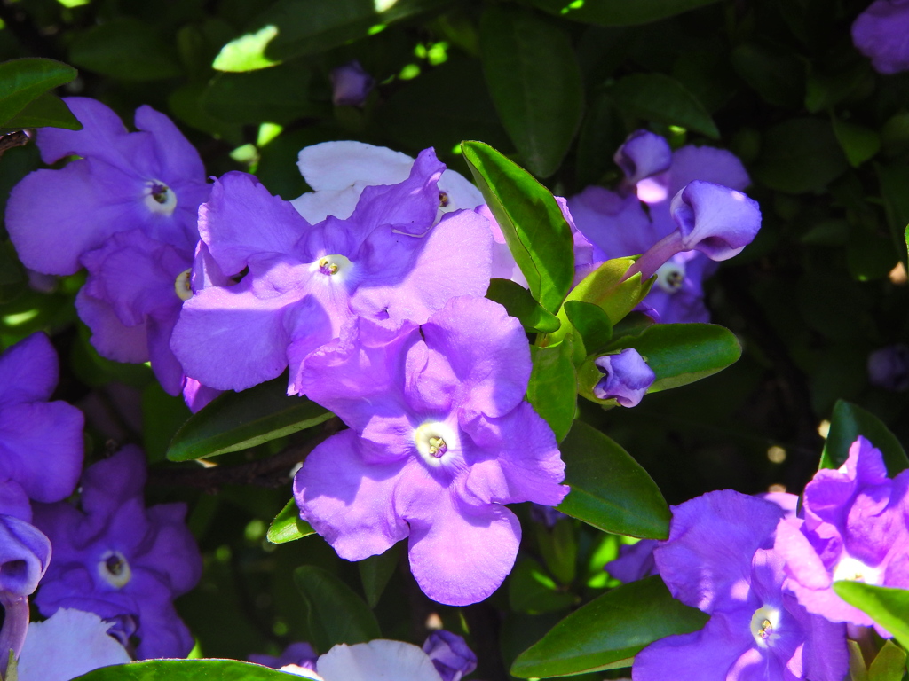 匂番茉莉（においばんまつり）２