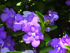 匂番茉莉（においばんまつり）２