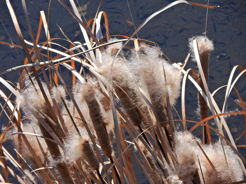 「がまの穂」（蒲の穂）５