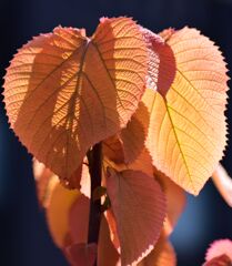 大葉紅槲 （おおばべにがしわ）１