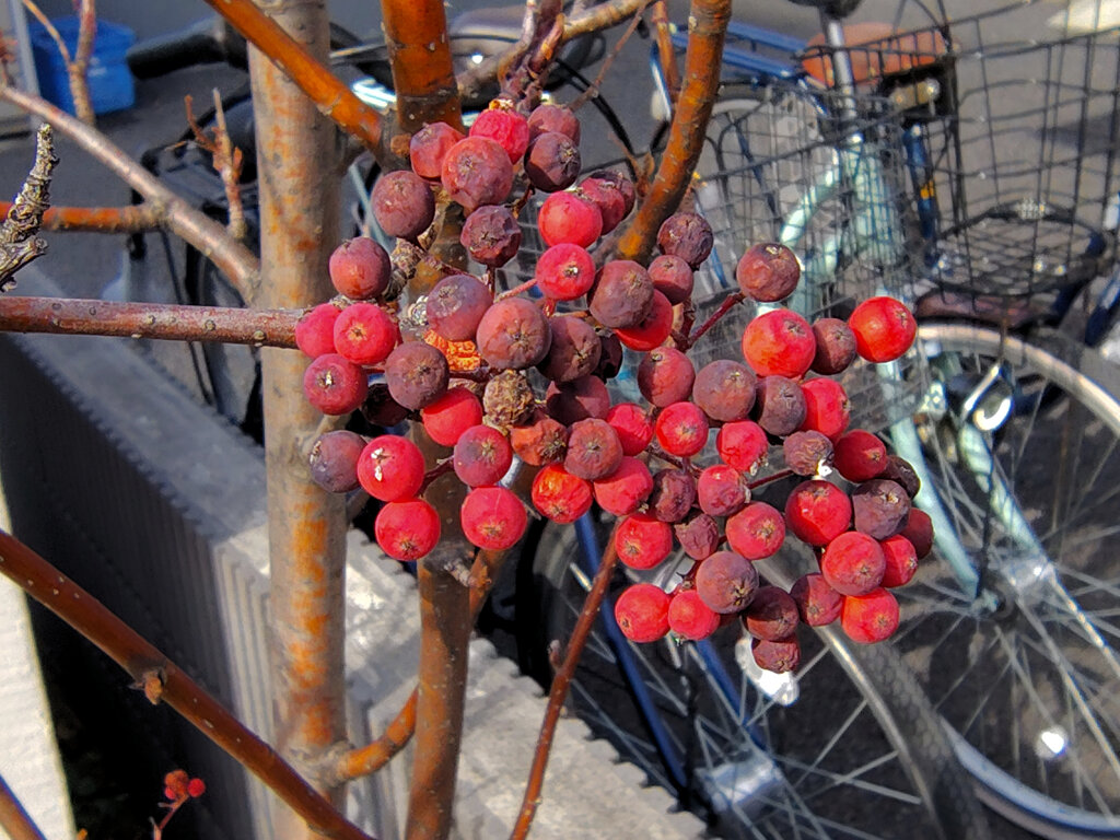 「七竈（ななかまど）」の実　２