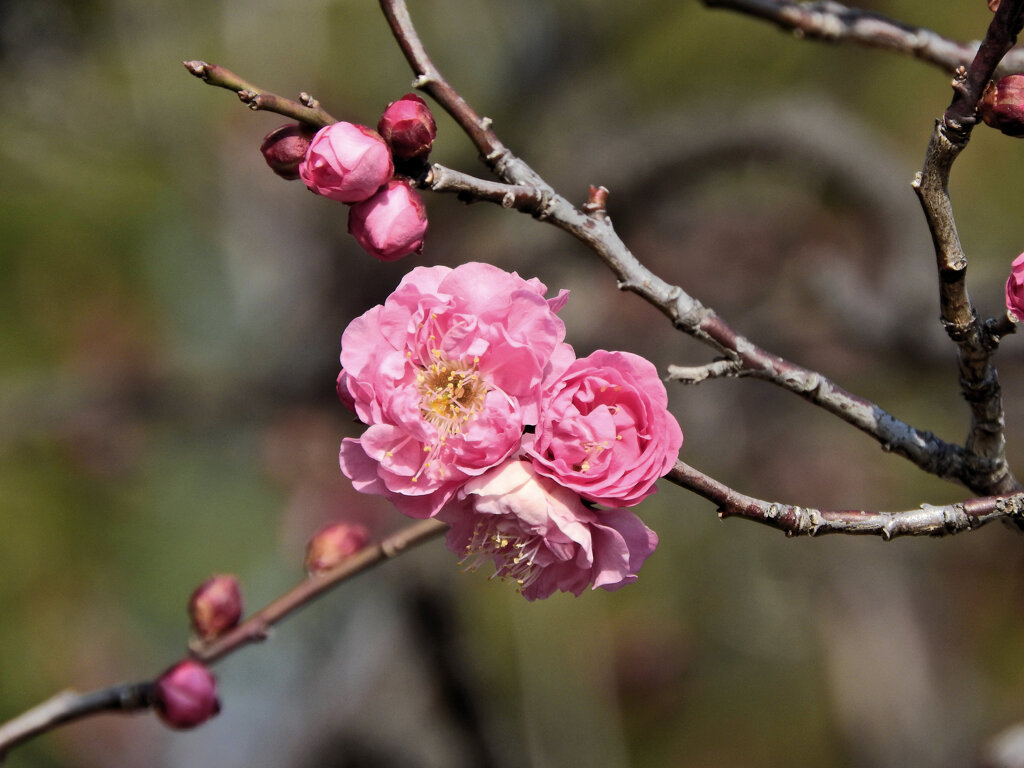 紅梅　５
