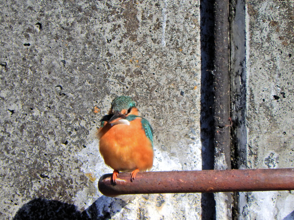 今日のカワセミ　さん　♀　２
