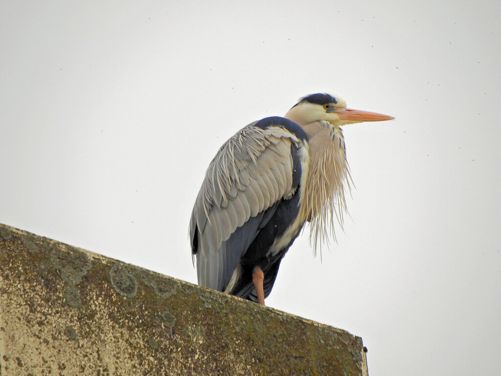 アオサギ　さん　５