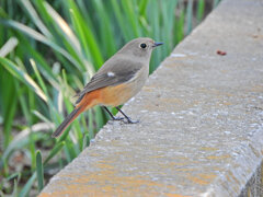 久々の　ジョビ子さん　８