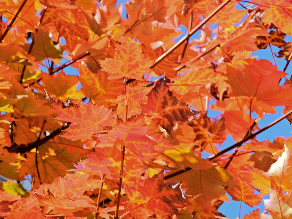 カエデの紅葉　２